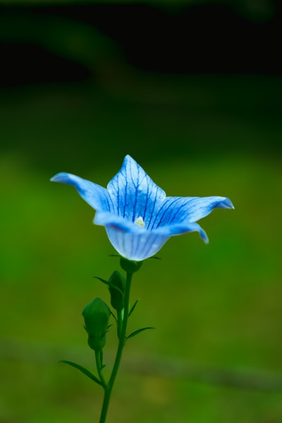 绿茎蓝花